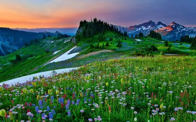 Vibrant Landscape Wildflower Filled Field Nature Wallpaper 4K 1920x1200 A, Vibrant, Landscape, Featuring, Wildflower-filled, Field, In, Spring, Majestic, Tree-studded, Mountain, Backdrop, Gray, Ultrawide, Full HD