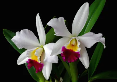Close Elegant White Orchids Vibrant Wallpaper 4K, Abstract category