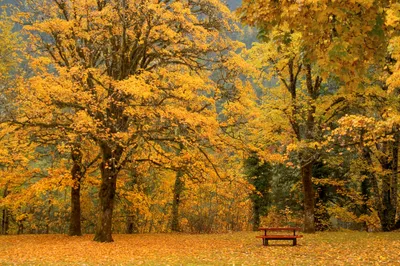 Sleek Serene Wallpaper Nature Wallpaper 4K 2000x1333 Hd, Desktop, Wallpaper:, Featuring, A, Serene, Fall, Scene, Newhalem, Washington, Picnic, Table, Orange, Brown, Ultrawide, Full HD