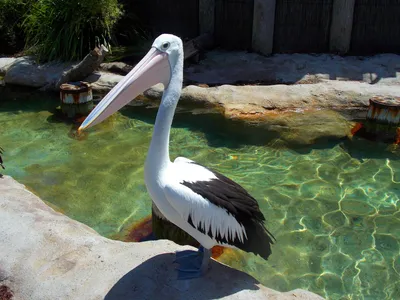 Pelican Bird Animal Standing Beside Animals Wallpaper 4K 1920x1440 Hd, Pc, Desktop, Wallpaper, Of, A, Pelican, Bird, Animal, Standing, Beside, White, Gray, Landscape, Full HD