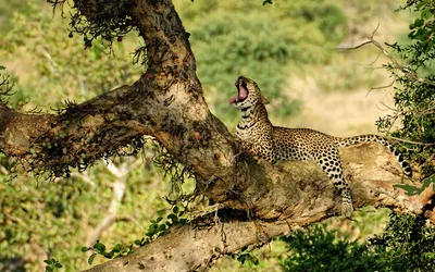 Jaguar Resting Tree Nature Wallpaper 4K 1920x1200 Hd, Pc, Desktop, Wallpaper, Featuring, A, Jaguar, Resting, Tree, Branch, Lush, Green, Gray, Ultrawide, Full HD
