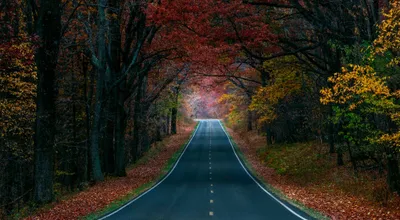 Serene Winds Vibrant Fall Forest Abstract Wallpaper 4K 2048x1130 A, Serene, Road, Winds, Through, Vibrant, Fall, Forest, Colorful, Foliage, Framing, Path, Brown, Ultrawide, Full HD