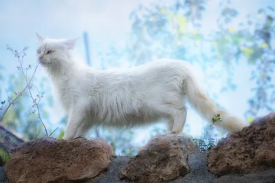 Serene White Wallpaper Animals Wallpaper 4K 1920x1280 A, White, Cat, Standing, On, Rocks, Against, Soft, Blue-toned, Floral, Captured, High, Landscape, Full HD