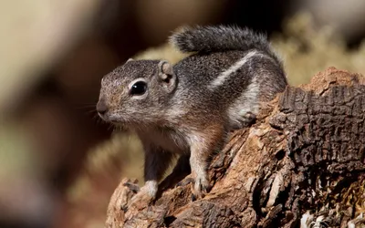 Close Chipmunk Perched Tree Nature Wallpaper 4K 1920x1200 Hd, Pc, Desktop, Wallpaper, Showing, A, Close-up, Of, Chipmunk, Perched, Tree, Branch, Gray, Brown, Ultrawide, Full HD