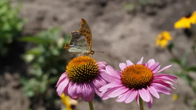 Calm Macro Wallpaper Animals Wallpaper 4K 5456x3064 Macro, Echinacea, Insect, Flower, Animal, Butterfly, Hd, Desktop, Gray, Ultrawide, 4K