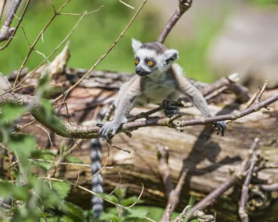 Epic Animal Wallpaper Animals Wallpaper 4K 2048x1638 Animal, Lemur, Hd, Desktop, Wallpaper, Background, Image, Gray, Green, Square, Full HD
