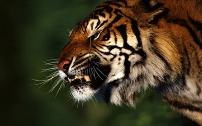 Bold Close Wallpaper Animals Wallpaper 4K 1920x1200 Hd, Pc, Desktop, Wallpaper, Featuring, A, Close-up, Of, Fierce, Tiger, Baring, Teeth, Brown, Black, White, Ultrawide, Full HD