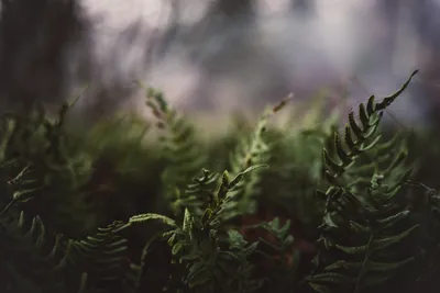 Misty General Wallpaper Abstract Wallpaper 4K 2400x1600 Wallpaper, General, 2400x1600, Gray, Landscape, Full HD