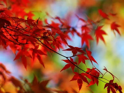 Vibrant Red Leaves Cascade Nature Wallpaper 4K 1600x1200 Vibrant, Red, Leaves, Cascade, From, A, Branch, Set, Against, Soft, Blurred, Greens, Brown, Gray, Landscape