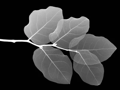 Vibrant Artistic Wallpaper Space Wallpaper 4K 1600x1200 Artistic, Hd, Pc, Desktop, Wallpaper, Showing, Translucent, X-ray–style, X-ray, Style, Leaves, Branch, Gray, Landscape