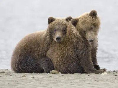 Two Grizzly Bear Cubs Sit Abstract Wallpaper 4K 1600x1200 Two, Grizzly, Bear, Cubs, Sit, Closely, Together, On, Sandy, Shore, Katmai, National, White, Landscape