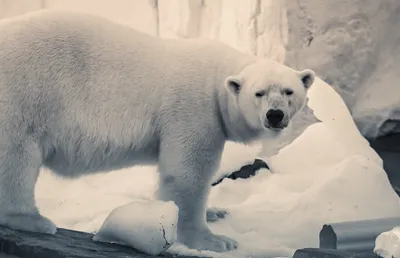 Animal Polar Bear Animals Wallpaper 4K 2560x1652 Animal, Polar, Bear, Hd, Desktop, Wallpaper, Background, Gray, White, Ultrawide, QHD