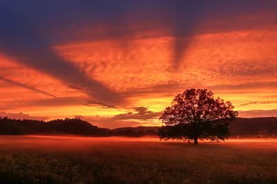 Cloud Sky Sunbeam Tree Wallpaper 4K, Nature category