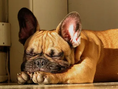 Cute French Bulldog Abstract Wallpaper 4K 1600x1200 A, Cute, French, Bulldog, Peacefully, Sleeping, Showcasing, Its, Adorable, Features, Relaxed, Demeanor, Brown, Gray, Landscape