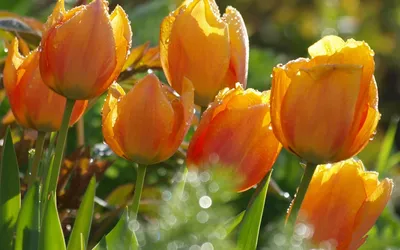 Vibrant Orange Tulips Glisten Nature Wallpaper 4K 1920x1200 Vibrant, Orange, Tulips, Glisten, With, Morning, Dew, In, Serene, Nature, Scene, Making, Ultrawide, Full HD