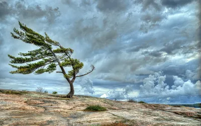Serene Resilient Wallpaper Nature Wallpaper 4K 1920x1200 A, Resilient, Tree, Stands, Alone, On, Rocky, Terrain, Under, Dramatic, Cloudy, Skies, Gray, Ultrawide, Full HD