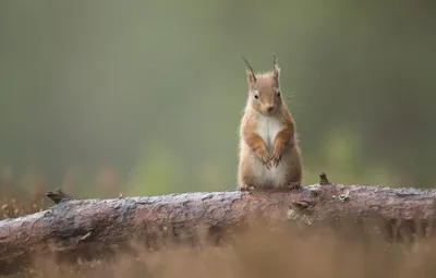 Rodent Animal Squirrel Animals Wallpaper 4K 2048x1307 Rodent, Animal, Squirrel, Hd, Desktop, Wallpaper, Background, Gray, Ultrawide, Full HD