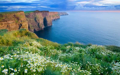 Vibrant Coastline Cliffs Nature Wallpaper 4K 1920x1200 A, Vibrant, Coastline, With, Cliffs, Overlooking, The, Ocean, Field, Daisies, Foreground, Distant, Gray, Pink, Ultrawide, Full HD