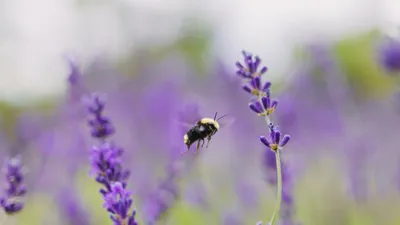 Calm Animal Wallpaper Animals Wallpaper 4K 3840x2160