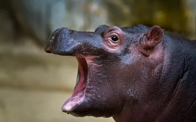 Close Hippo Its Mouth Abstract Wallpaper 4K 1920x1200 Close-up, Hd, Desktop, Wallpaper, Of, A, Hippo, With, Mouth, Open, Showcasing, Detailed, Gray, Ultrawide, Full HD