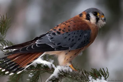 Close American Kestrel Perched Snowy Nature Wallpaper 4K 2048x1360 Hd, Pc, Desktop, Wallpaper, Showing, A, Close-up, Of, American, Kestrel, Perched, Snowy, Gray, Ultrawide, Full HD