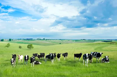 Cows Grazing Across Animals Wallpaper 4K 2048x1365 Hd, Pc, Desktop, Wallpaper, Showing, Cows, Grazing, Across, Green, Rolling, Meadow, Beneath, White, Ultrawide, Full HD