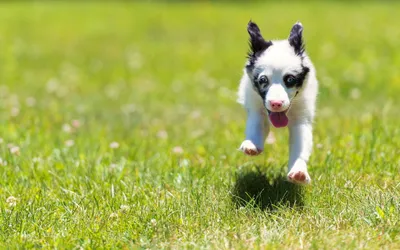 Epic Lively Wallpaper Abstract Wallpaper 4K 1920x1200 Hd, Pc, Desktop, Wallpaper, Featuring, A, Lively, Puppy, Striking, Blue, Eyes, Running, Orange, Pink, Ultrawide, Full HD