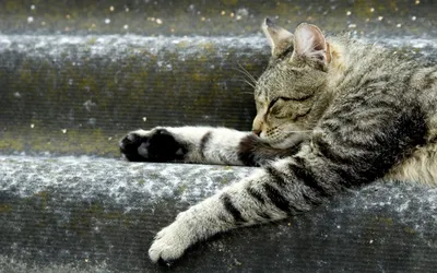 Misty Relaxed Wallpaper Animals Wallpaper 4K 2880x1800 A, Relaxed, Tabby, Cat, Sprawls, Out, On, Set, Stairs, Showcasing, Detailed, Fur, Gray, White, Ultrawide, QHD
