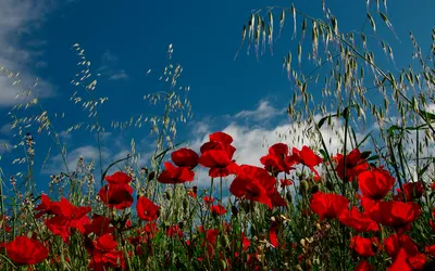 Vibrant Red Poppies Clear Nature Wallpaper 4K 1920x1200 Hd, Desktop, Wallpaper, Showcasing, Vibrant, Red, Poppies, Set, Against, Clear, Blue, Sky, Gray, Brown, Ultrawide, Full HD