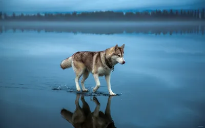 Husky Walking Calm Abstract Wallpaper 4K 1920x1200 Hd, Desktop, Wallpaper, Of, A, Husky, Walking, On, Calm, Reflective, Water, Blurred, Brown, Gray, Ultrawide, Full HD