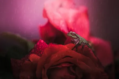 Serene Amphibian Wallpaper Animals Wallpaper 4K 2880x1920 Amphibian, Red, Flower, Macro, Water, Drop, Animal, Frog, Desktop, Pink, Gray, Landscape, QHD