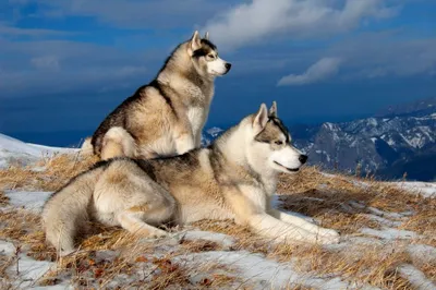 Vivid Two Wallpaper Nature Wallpaper 4K 2000x1330 Two, Siberian, Huskies, Sit, In, A, Snowy, Winter, Landscape, Surrounded, Mountains, Under, Gray, Brown, Ultrawide, Full HD