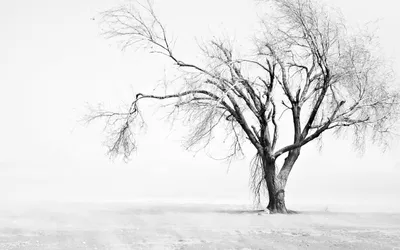 Vivid Solitary Wallpaper Nature Wallpaper 4K 2560x1600 A, Solitary, Bare, Tree, Stands, In, Dusty, Texas, Field, During, Winter, Captured, White, Ultrawide, QHD