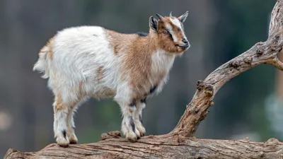 Detailed Goat Standing Log Abstract Wallpaper 4K 3840x2160 A, Detailed, 4k, Ultra, Hd, Image, Of, Goat, Standing, Log, Blurred, Natural, White, Ultrawide