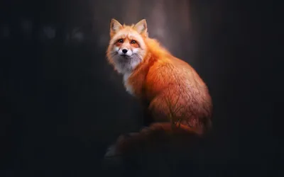 Fox Sitting Dark Animals Wallpaper 4K 1920x1200 A, Hd, Desktop, Wallpaper, Featuring, Fox, Sitting, Dark, Moody, Reddish, Fur, Contrasting, Gray, Ultrawide, Full HD