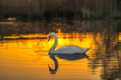Vivid Mute Wallpaper Animals Wallpaper 4K 2048x1365 Mute, Swan, Bird, And, Animal, Gliding, On, Golden, Water, Crisp, Reflection, Blurred, Orange, Purple, Yellow, Ultrawide, Full HD