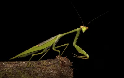 Dark Close Wallpaper Animals Wallpaper 4K 2048x1289 Close-up, Macro, Of, A, Green, Praying, Mantis, Perched, Branch, Against, Black, Captured, Brown, Ultrawide, Full HD