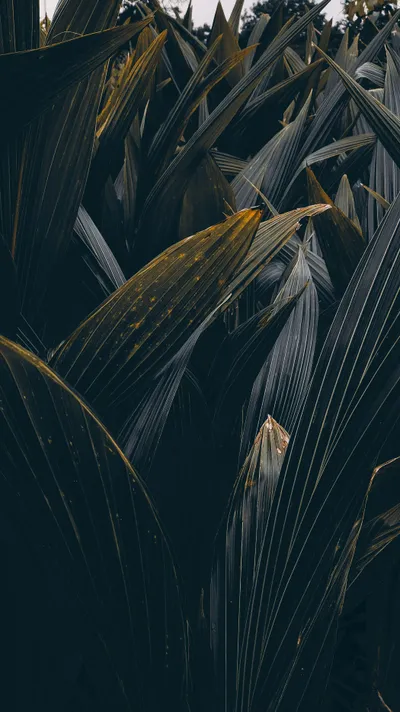 Bold Close Wallpaper Wallpaper 4K, Nature category