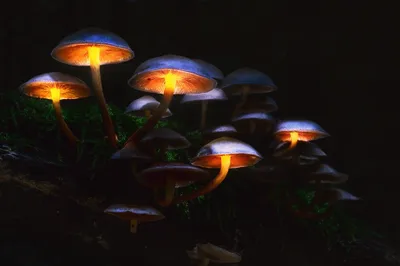 Glowing Mushrooms Illuminating Black/Dark Wallpaper 4K 2048x1365 Hd, Desktop, Wallpaper, Featuring, Glowing, Mushrooms, Illuminating, A, Dark, Night, Natural, Forest, Brown, Orange, Yellow, Ultrawide, Full HD