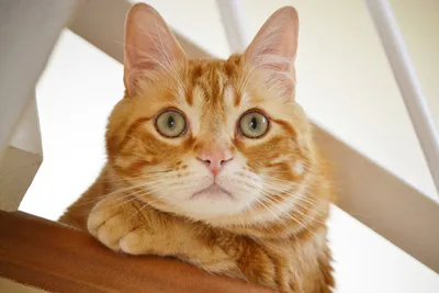 Bold Quad Wallpaper Animals Wallpaper 4K 3000x2000 2k, Quad, Hd, Pc, Desktop, Wallpaper, Close-up, Of, Orange, Tabby, Cat, Animal, White, Landscape, QHD