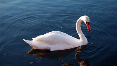 Crisp Serene Wallpaper Abstract Wallpaper 4K 1920x1080 A, Serene, Mute, Swan, Glides, Gracefully, Across, Calm, Waters, Showcasing, Elegant, Silhouette, Brown, Ultrawide, Full HD