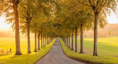 Tree Lined Nature Nature Wallpaper 4K 6144x3375 4K, Ultra, Hd, Pc, Desktop, Wallpaper/background:, Tree-lined, Nature, Path, Autumn, Golden, Leaves, Gray, Brown, Ultrawide