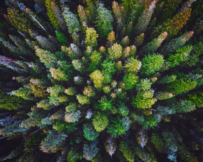 Moody Aerial Wallpaper Nature Wallpaper 4K 2048x1639 Aerial, View, Of, A, Dense, Forest, Showcasing, Vibrant, Green, Yellow, Tree, Canopies, Gray, Brown, Square, Full HD