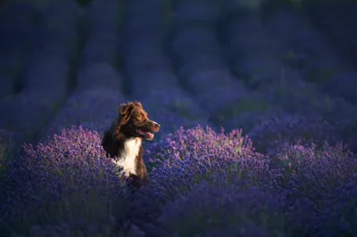 Purple Flower Lavender Animal Animals Wallpaper 4K 2000x1333 Purple, Flower, Lavender, Animal, Australian, Shepherd, Hd, Desktop, Brown, Gray, Ultrawide, Full HD