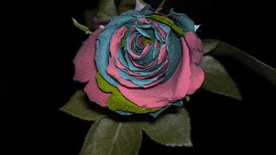 Vibrant Multicolored Rose Abstract Wallpaper 4K 4000x2250 A, Vibrant, 4K, Ultra, Hd, Wallpaper, Featuring, Multicolored, Rose, Blue, Pink, Red, Gray, Brown, Ultrawide