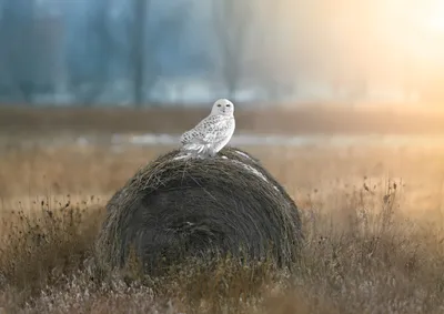 Calm Animal Wallpaper Animals Wallpaper 4K 6130x4331 Animal, Snowy, Owl, Hd, Desktop, Wallpaper, Background, White, Gray, Landscape, 4k