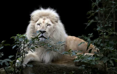 Vibrant Majestic Wallpaper Animals Wallpaper 4K 2400x1520 Hd, Pc, Desktop, Wallpaper, Featuring, A, Majestic, White, Lion, Resting, Amidst, Foliage, Gray, Ultrawide, Full HD