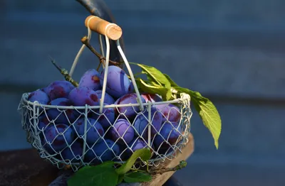 Bright Basket Wallpaper Abstract Wallpaper 4K 5421x3551 Basket, Fruit, Food, Plum, Hd, Desktop, Wallpaper, Brown, Pink, Ultrawide, 4k