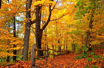 Fall Forest Vibrant Nature Wallpaper 4K 1920x1275 Hd, Desktop, Wallpaper, Of, A, Fall, Forest, Scene, Vibrant, Orange, Leaves, Wooden, Brown, Yellow, Ultrawide, Full HD