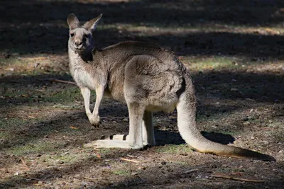 Radiant Kangaroo Wallpaper Black/Dark Wallpaper 4K 1920x1280 Hd, Desktop, Wallpaper, Featuring, A, Kangaroo, Marsupial, Mammal, Standing, Sunlit, Forest, Floor, Gray, White, Landscape, Full HD